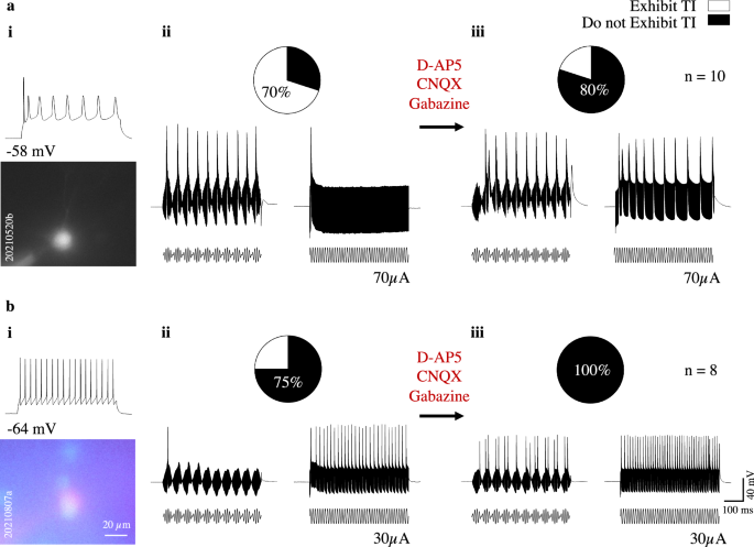 Fig. 4: Network contribution to L2-3 Pyramidal (Pyr) and Parvalbumin (PV) neurons Temporal Interference (TI) exhibition.