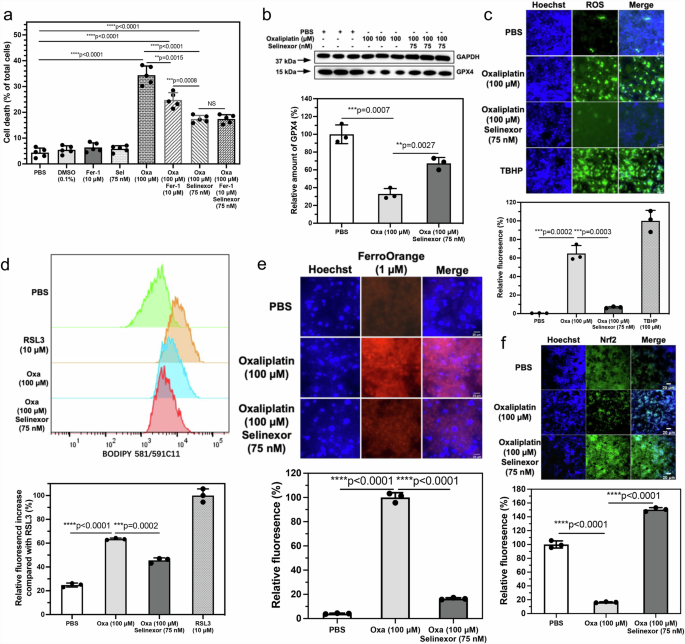 Fig. 10: Oxaliplatin-mediated ferroptosis of HCT116 cells is reduced by selinexor.