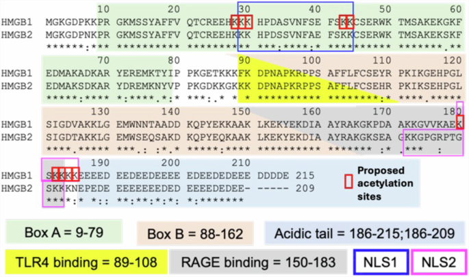 Fig. 1: Amino acid sequences of HMGB proteins.