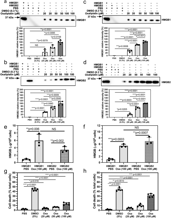 Fig. 2: Increased secretion of HMGB1 and HMGB2 from human cancer cells and increased cell death are caused by increasing amounts of oxaliplatin.