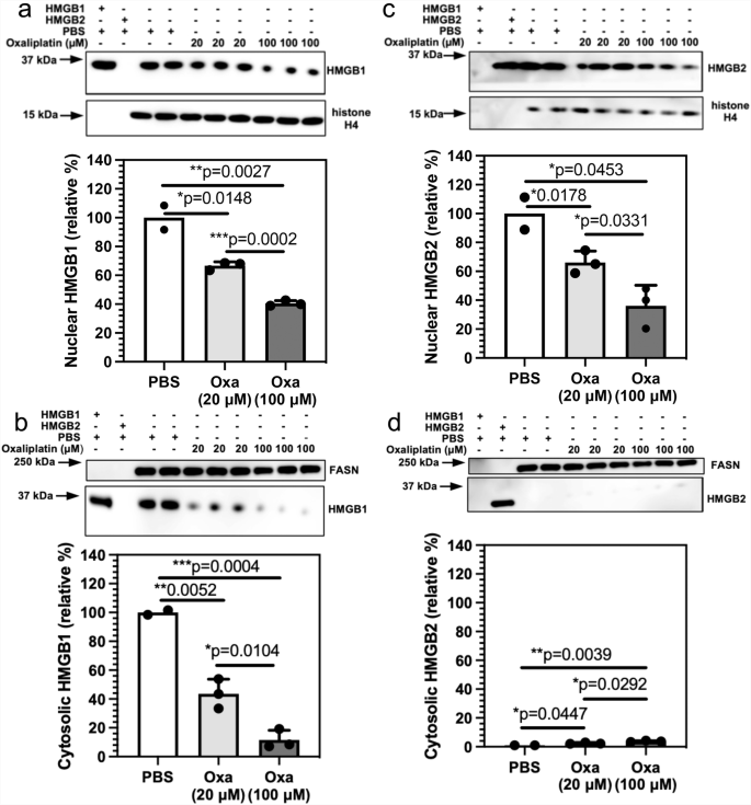 Fig. 3: Sub-cellular localizations of HMGB1 and HMGB2 in A549 NSCLC cells change after treatment with oxaliplatin.
