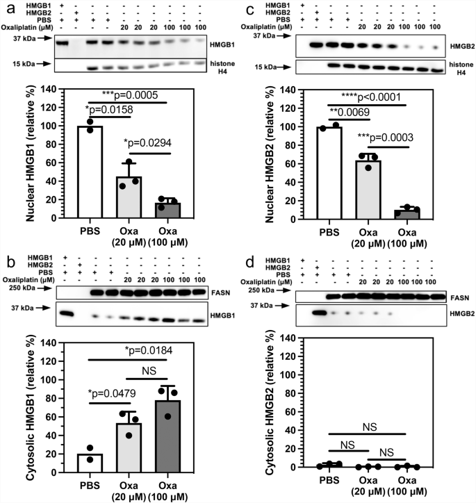Fig. 4: Sub-cellular localizations of HMGB1 and HMGB2 in HCT116 cells change after treatment with oxaliplatin.