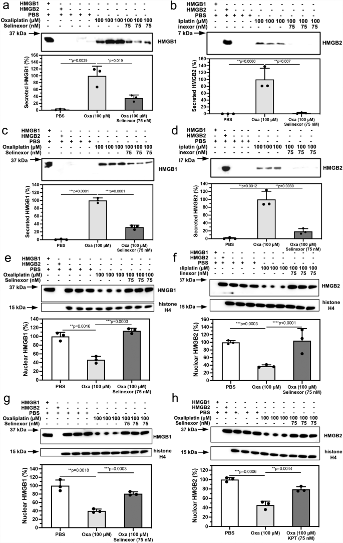 Fig. 5: Extracellular HMGB1 and HMGB2 excretion from the nucleus is inhibited by selinexor an inhibitor of the nuclear export receptor XPO1.