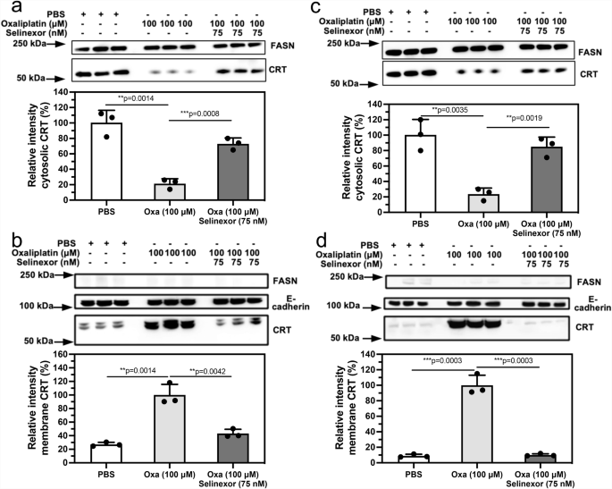 Fig. 6: Oxaliplatin-induced CRT translocation from the cytosol to the plasma membrane is inhibited by selinexor.