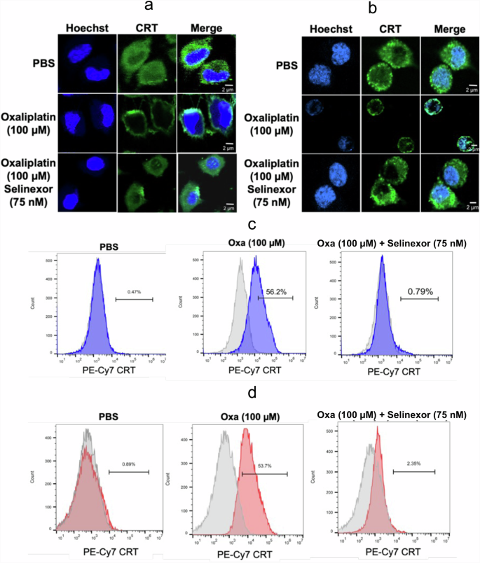Fig. 7: Oxaliplatin-induced CRT translocation from the cytosol to the plasma membrane surface is inhibited by selinexor.
