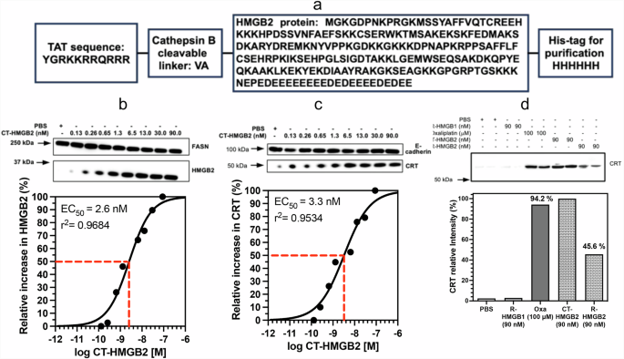 Fig. 8: CT-HMGB2 induces translocation of CRT to the plasma membrane surface of A549 cells.