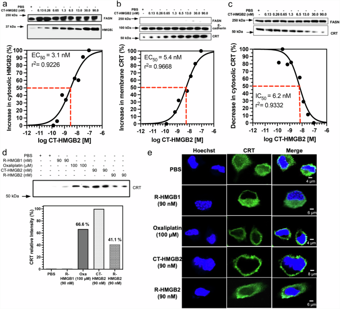 Fig. 9: CT-HMGB2 induces translocation of CRT to the plasma membrane surface of HCT116 cells.