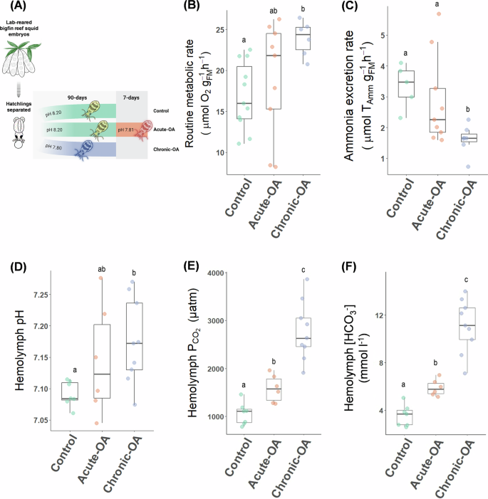 Fig. 1: Physiological responses of S. lessoniana to ocean acidification.