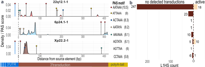 Fig. 4: Polyadenylation signals downstream and inside source L1s.