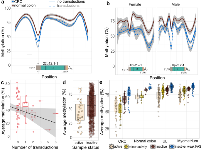 Fig. 5: Promoter methylation of active and inactive source L1s.
