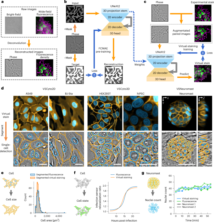 Fig. 1: Robust virtual staining and applications.