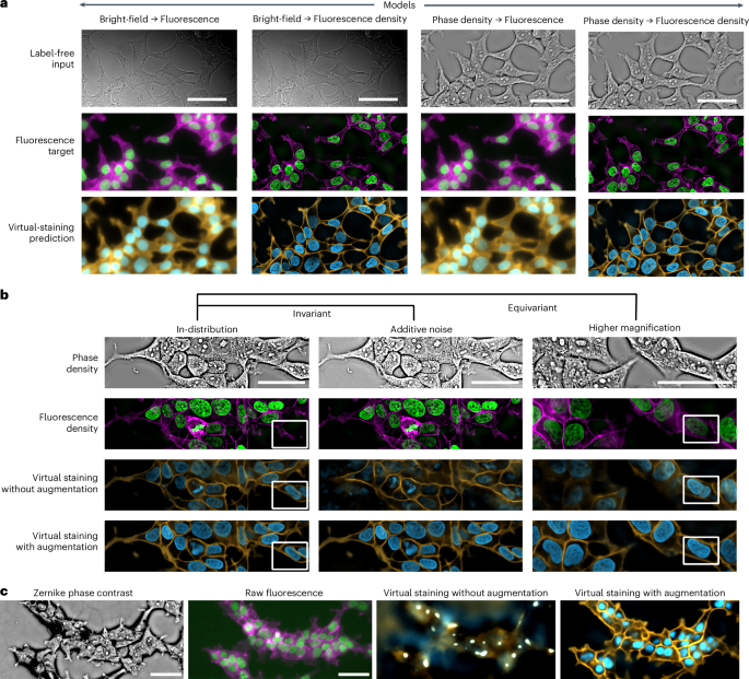 Fig. 2: Deconvolution and data augmentation make the virtual-staining model robust to variations in phase contrast.