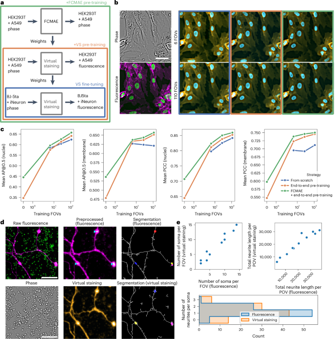 Fig. 3: Few-shot generalization of the VSCyto2D model to new cell types.