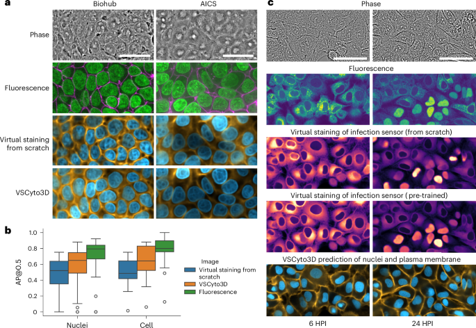Fig. 4: Robust virtual staining of organelles and infection state with VSCyto3D.