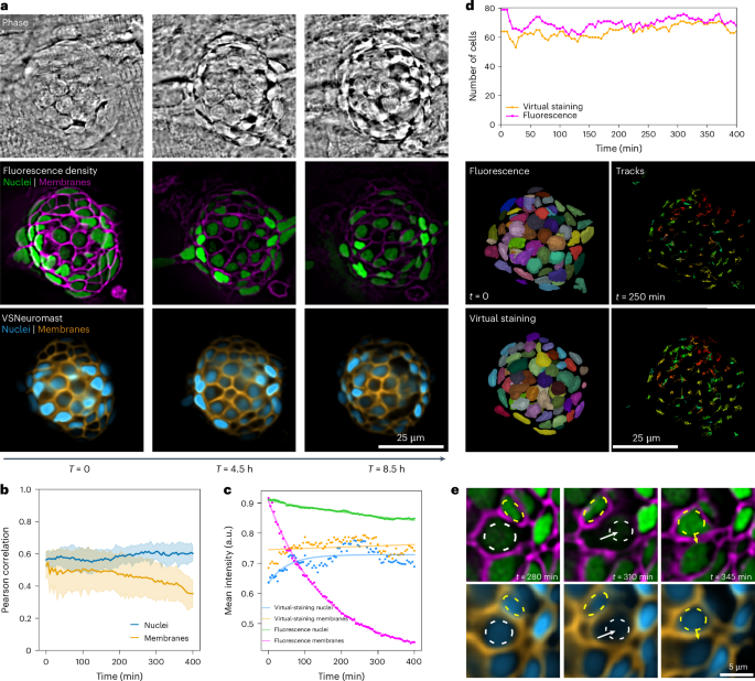 Fig. 5: Generalization across zebrafish development stages with VSNeuromast.