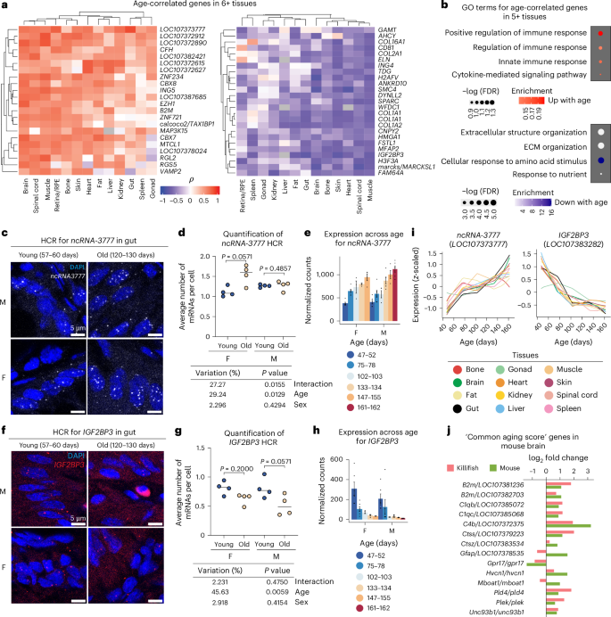 Fig. 2: Cross-tissue comparison reveals shared age-correlated genes and pathways.