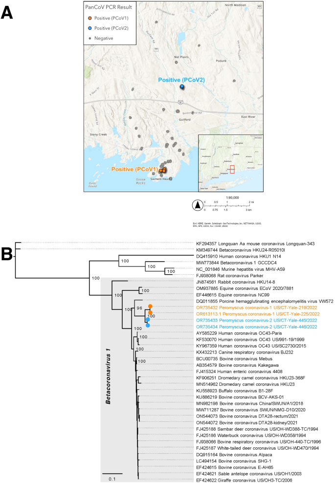 Fig. 3: Pan-coronavirus PCR detections and phylogenetic tree of divergent betacoronavirus genomes recovered from residential white-footed mice.