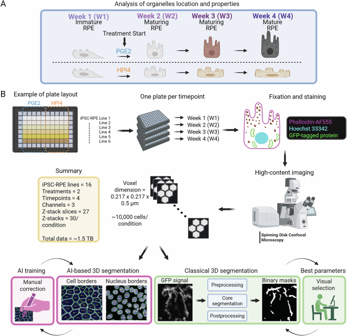 Fig. 1: Assay workflow.