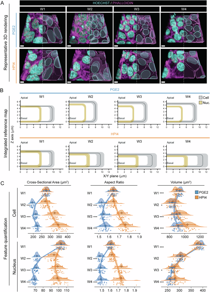 Fig. 2: Mapping of cell borders and nuclei.