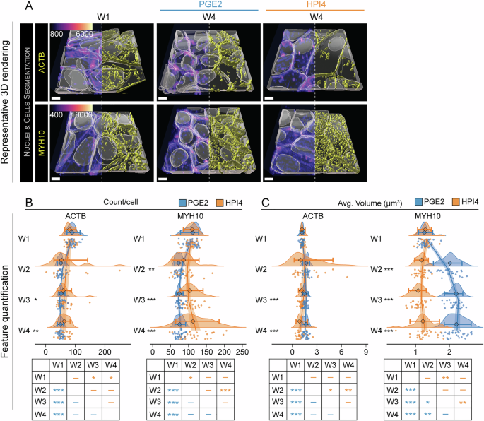 Fig. 3: Polarization-associated cytoskeleton unification.