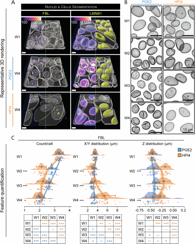 Fig. 4: RPE polarization is associated with nuclear changes.