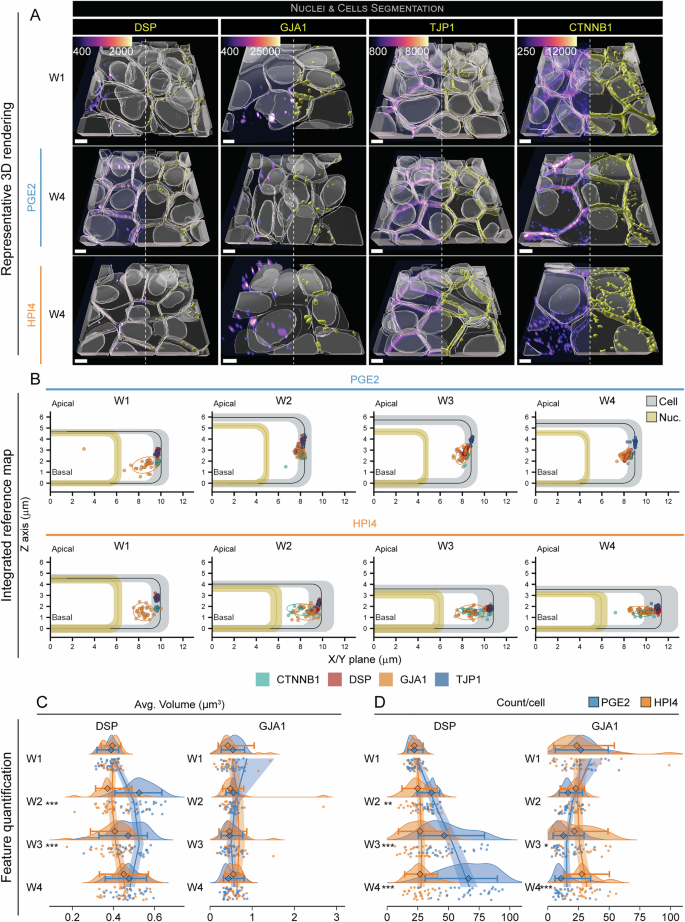 Fig. 5: Cellular junctions strengthen with RPE polarization.