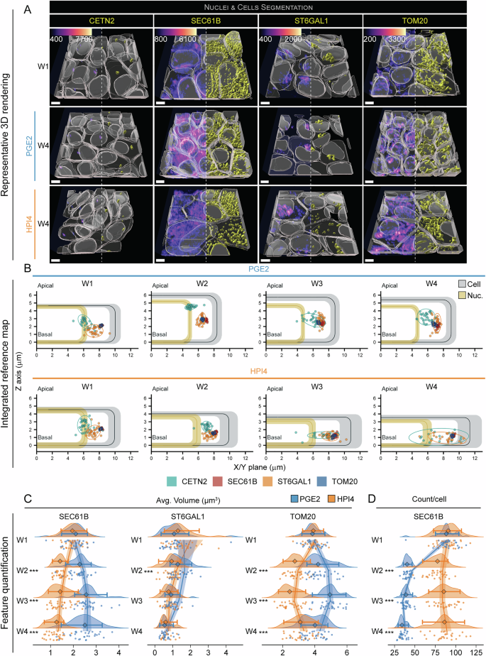 Fig. 6: Polarization-associated changes in larger organelles.