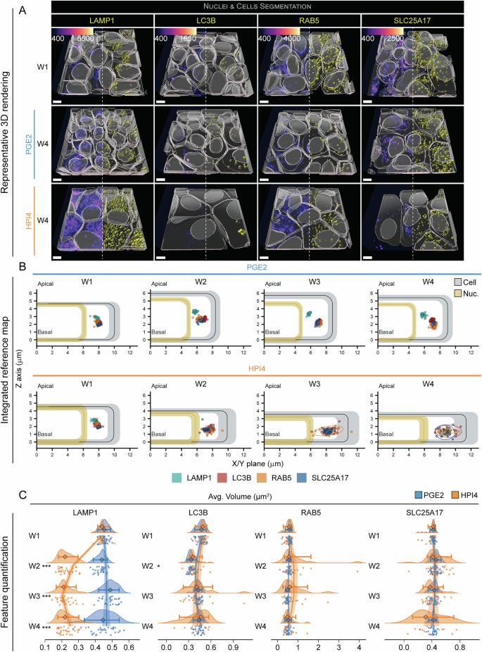 Fig. 7: Vesicular organelle location and number change with RPE polarization.