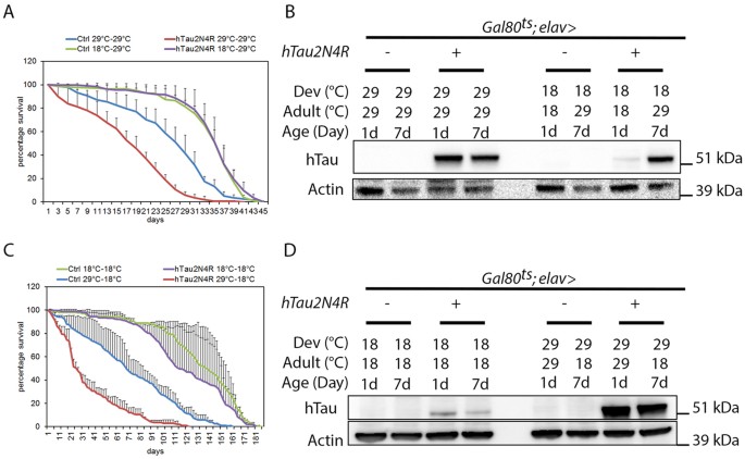 Figure 3: 4R-Tau expression is required during development to impact adult lifespan.