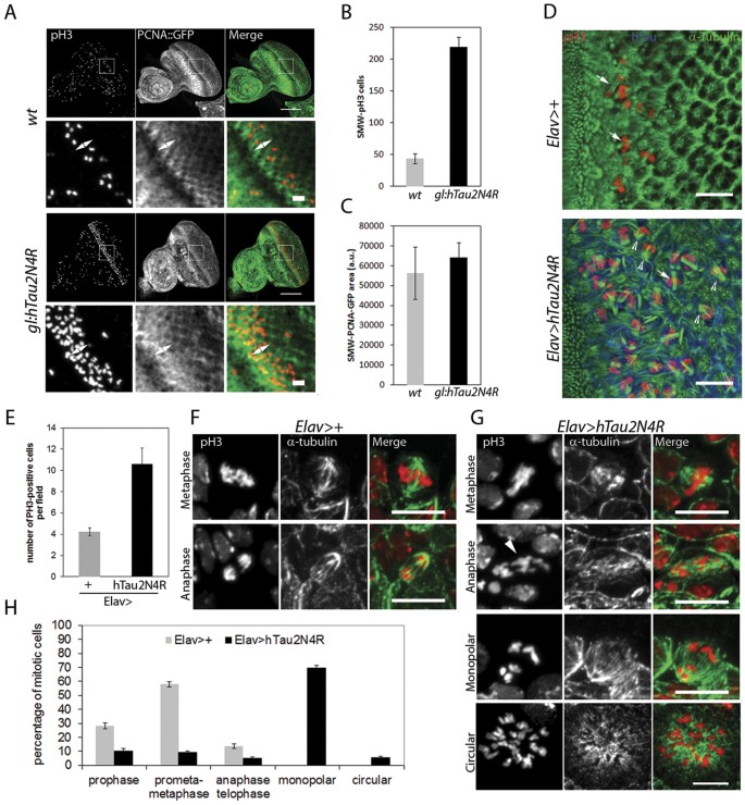 Figure 4: 4R-Tau induced mitotic phenotypes in larval eye imaginal discs and brains.
