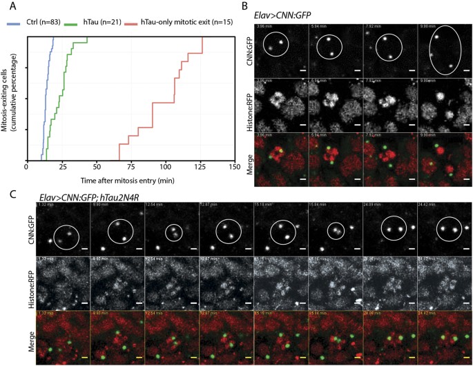 Figure 5: 4R-Tau expression delayed mitosis and centrosome dynamics.