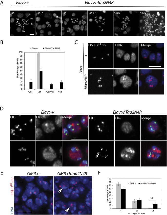 Figure 6: Aneuploidy generated by 4R-Tau expression in larval brains and post-mitotic pupal retinas.