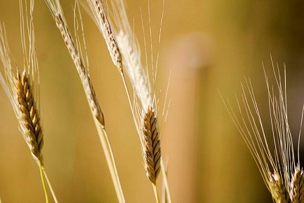 Food Production: Public perceptions and the role of innovation in nourishing society