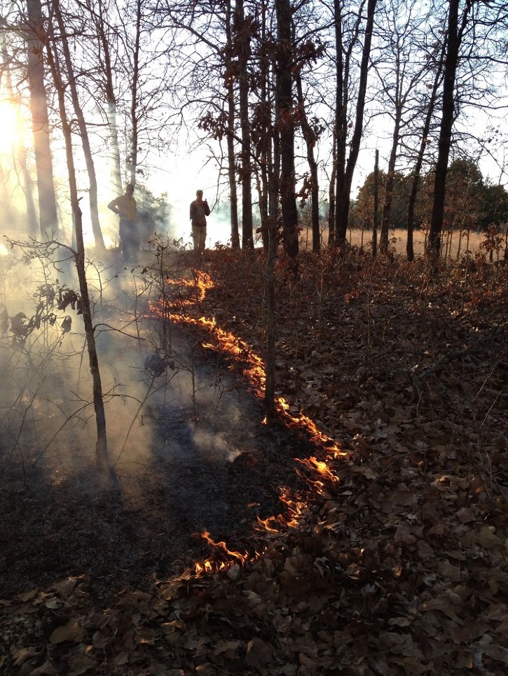 Restoring Fire in Eastern Oak Savannas and Forests