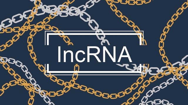 lncRNAs © YanHua Li