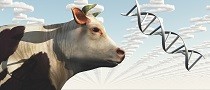 Improvements in animal agriculture through gene editing