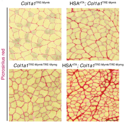 Myomaker and Myomerger in myofibers