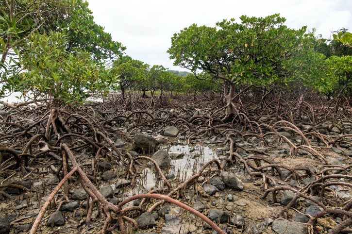 Cape Tribulation mangrove forest