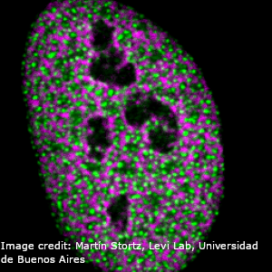 Nucleus of a live human osteosarcoma cell stimulated with a glucocorticoid hormone and subjected to hyperosmotic shock, expressing EGFP-tagged glucocorticoid receptor (green, forming multiple nuclear condensates) and mCherry-tagged histone H2B (magenta).