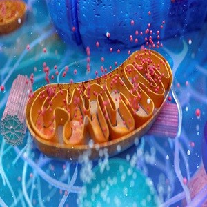Close up of the mitochondria