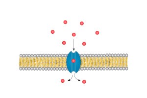Channel protein for molecule transport