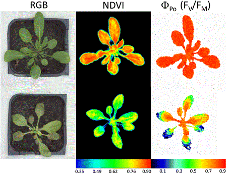 © ©  Humplík et al. Plant Methods 201511:29