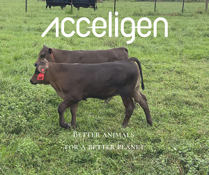 © Courtesy of Acceligen, research project in collaboration with University of Florida & Semex, funded by USDA FFAR.