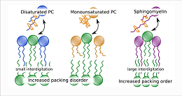 Interdigitation-Induced Order and Disorder in Asymmetric Membranes