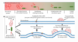 Insights into Membrane Curvature Sensing and Membrane Remodeling by Intrinsically Disordered Proteins and Protein Regions