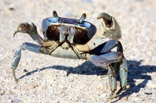 Blue land crab