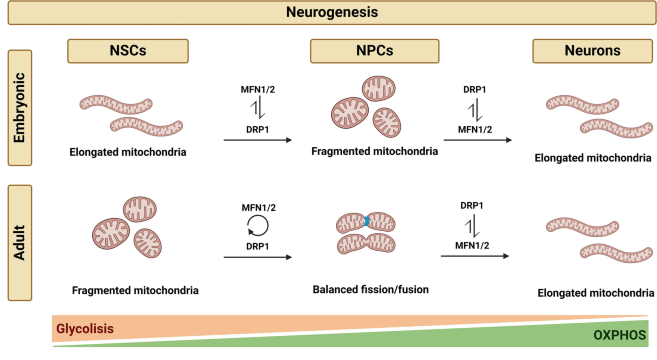 Featured Review: Mitochondrial metabolism