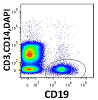 B cells in autoimmune diseases