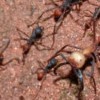 Brains versus brawn: reduced brain investment in army ant soldiers