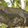 Ancient and historical leopard DNA in the spot-light